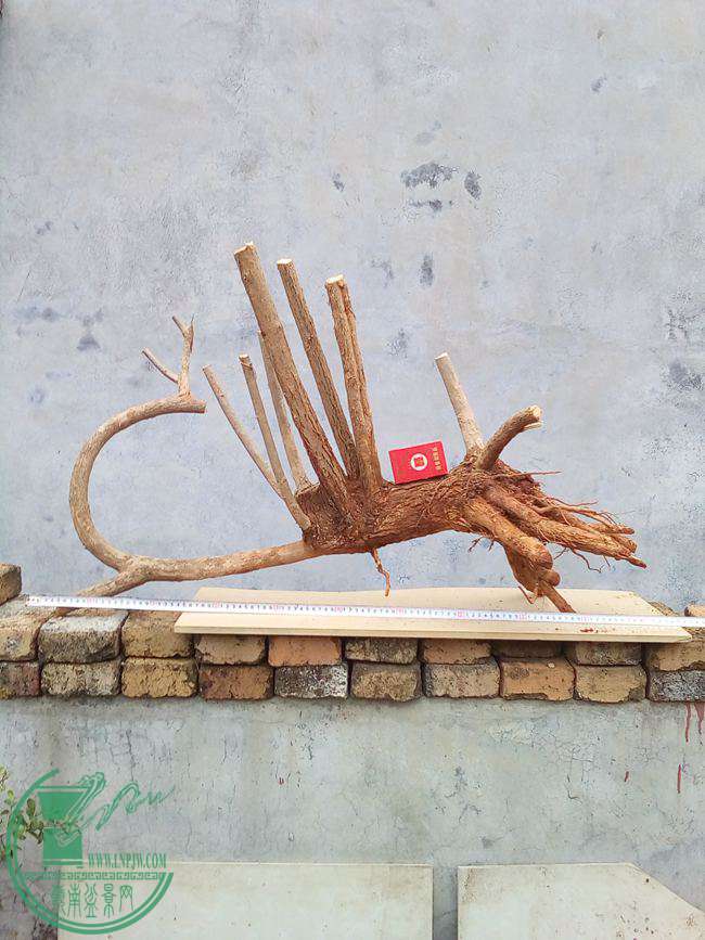 Ƭ 260.jpg
