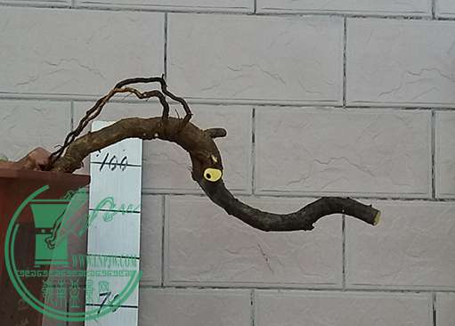 20170320_182508_mh1490008465436.jpg