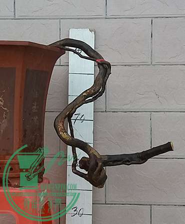 20170320_182716_mh1490008551099.jpg
