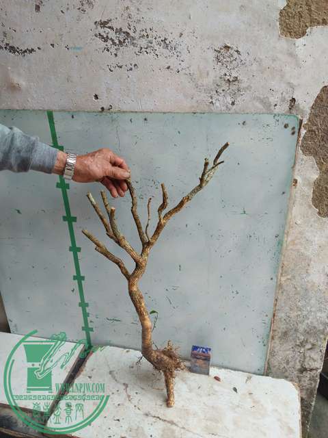 IMG20170321093116.jpg