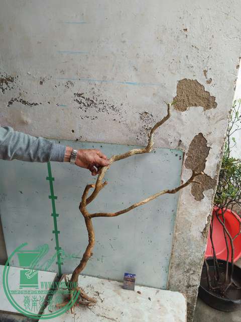 IMG20170321093312.jpg