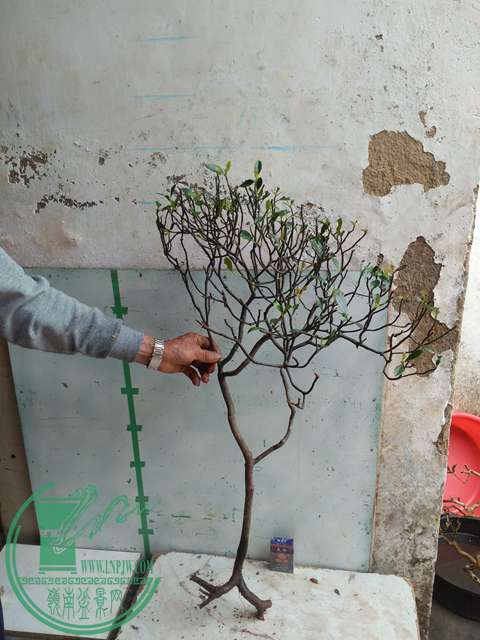 IMG20170321094257.jpg