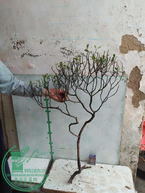 IMG20170321094320.jpg