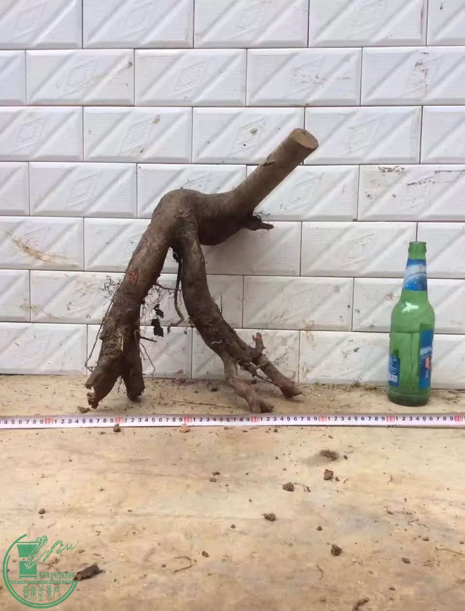 image.jpeg