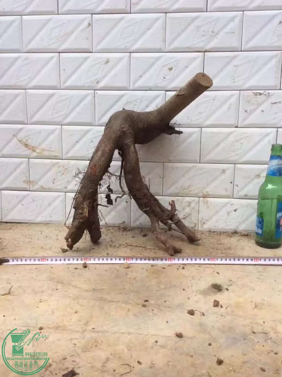 image.jpeg