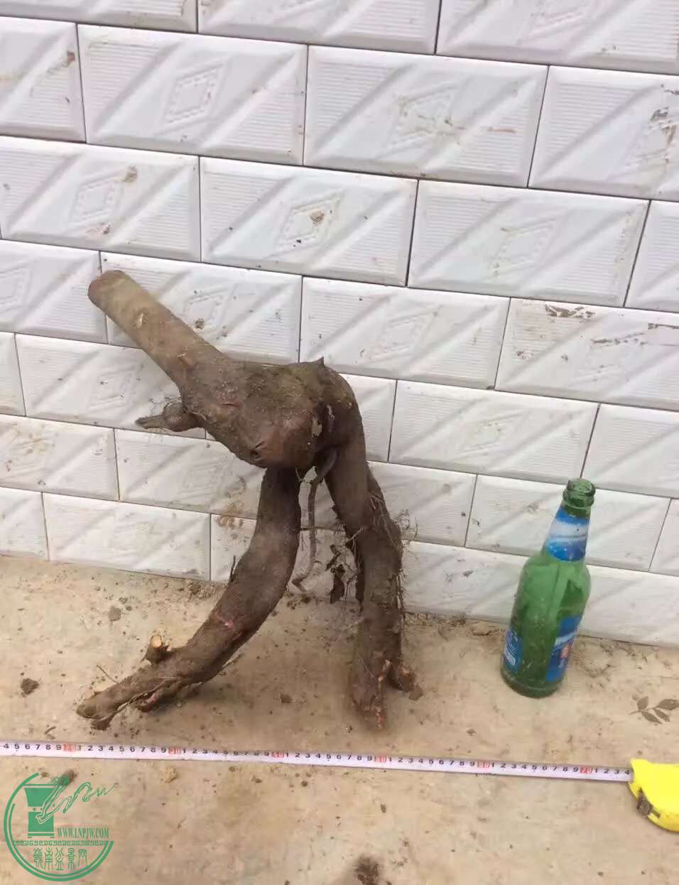 image.jpeg