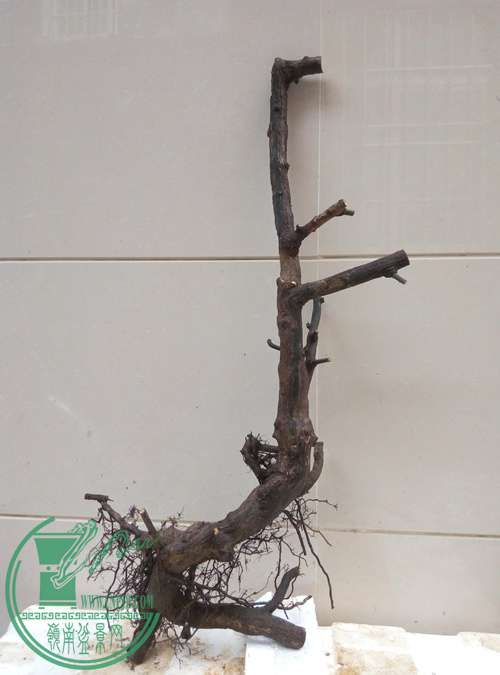 P70324-173507_.jpg