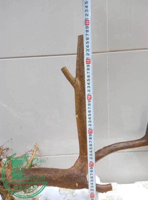 P70324-172342_.jpg