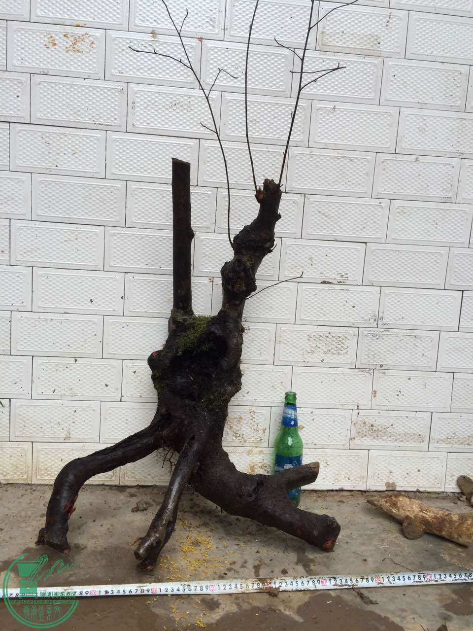 96.jpg