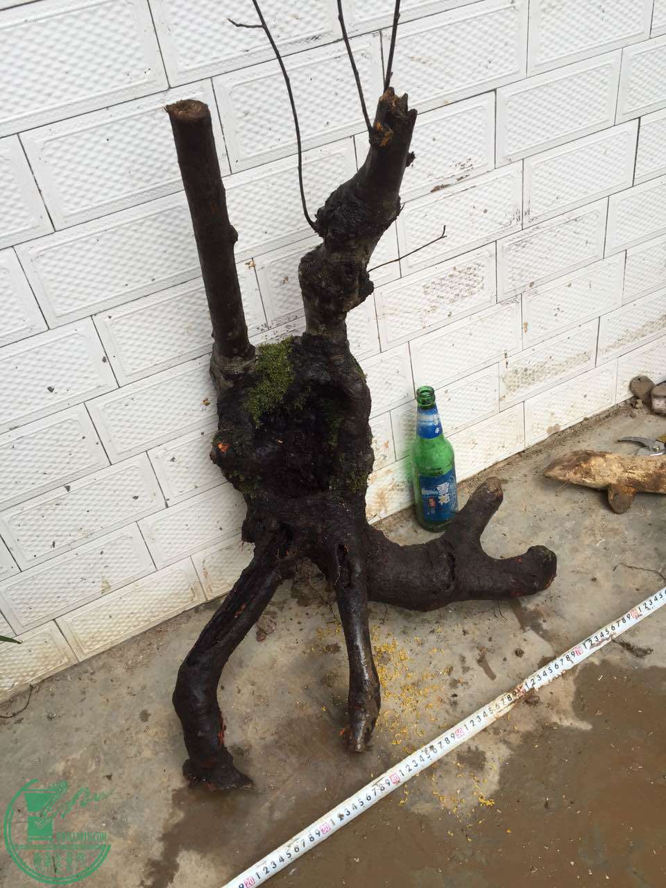 97.jpg