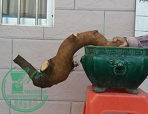 20170324_182621_mh1490440047334.jpg