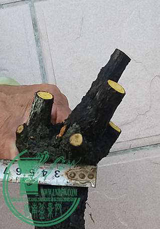 20170324_180819_mh1490439941209.jpg