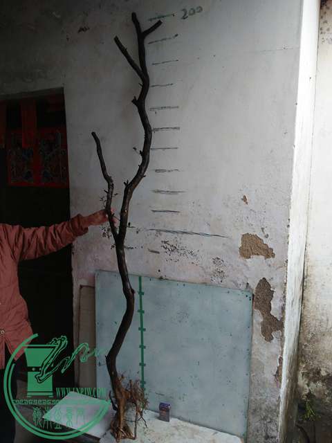 IMG20170325155543.jpg