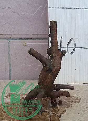 20170326_173750_mh1490525775029.jpg