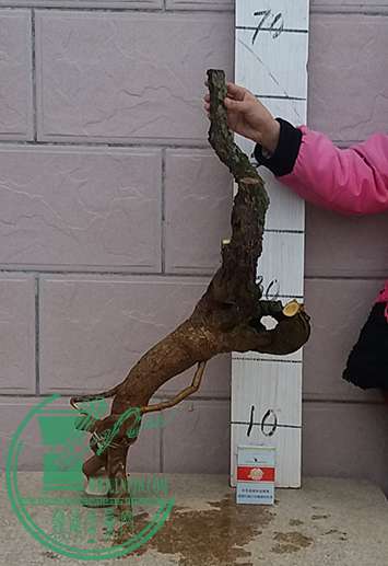 20170326_174224_mh1490525918081.jpg