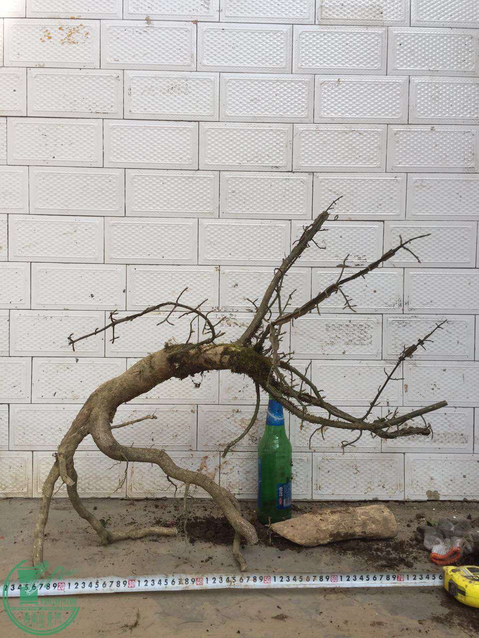 59.jpg
