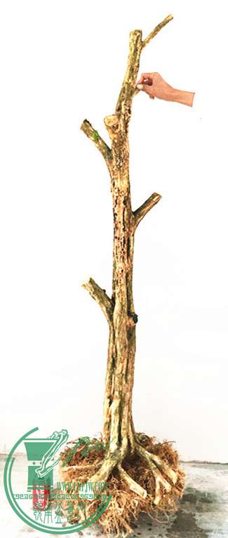 IMG_7586__.jpg