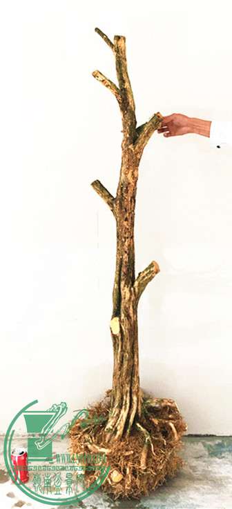 IMG_7595__.jpg