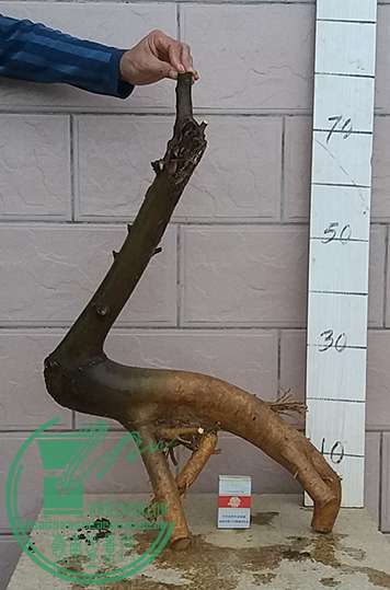 20170327_181513_mh1490613134266.jpg