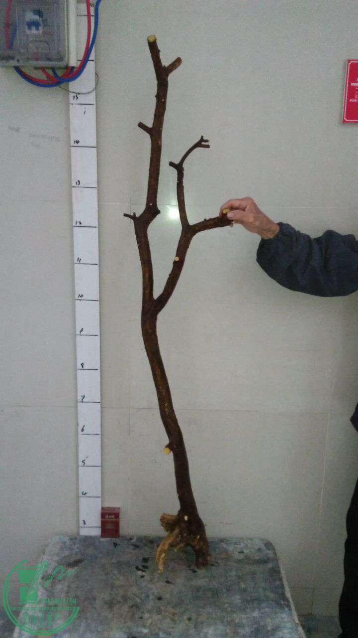 QQͼƬ20170328192816.jpg