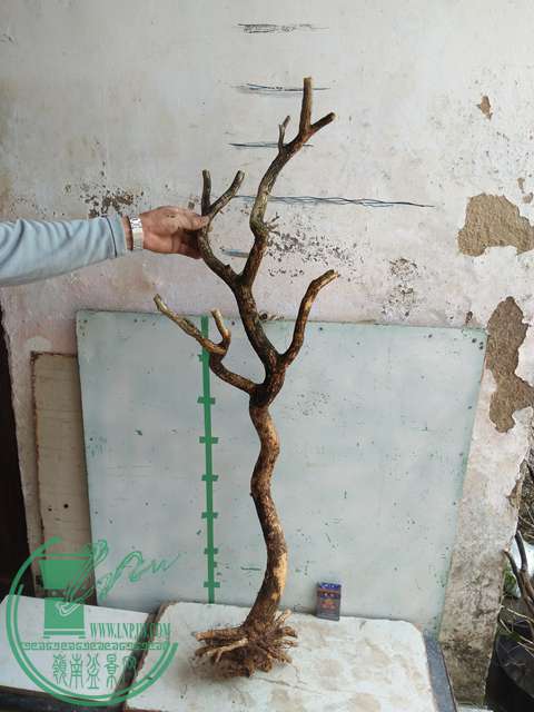 IMG20170328112849.jpg