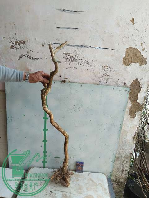 IMG20170328113617.jpg