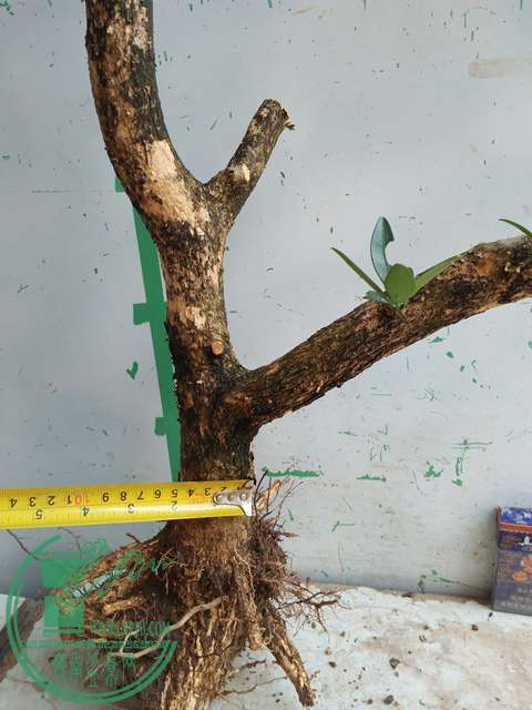 IMG20170328113647.jpg