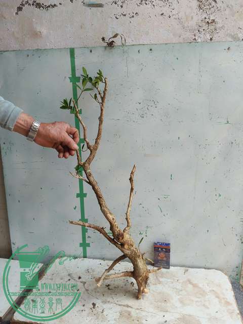 IMG20170328113732.jpg