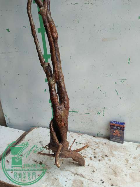 IMG20170328114654.jpg