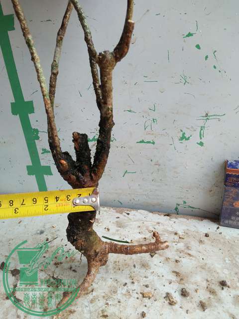 IMG20170328114757.jpg
