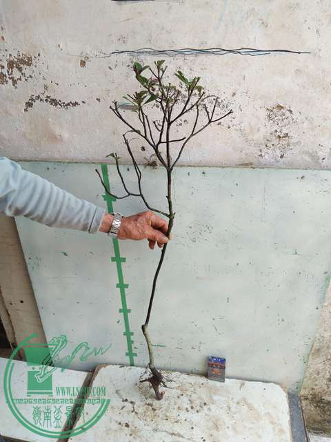 IMG20170328115040.jpg