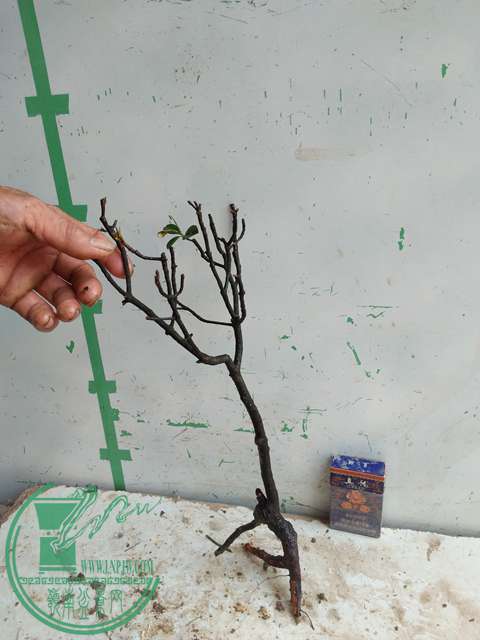 IMG20170328115124.jpg