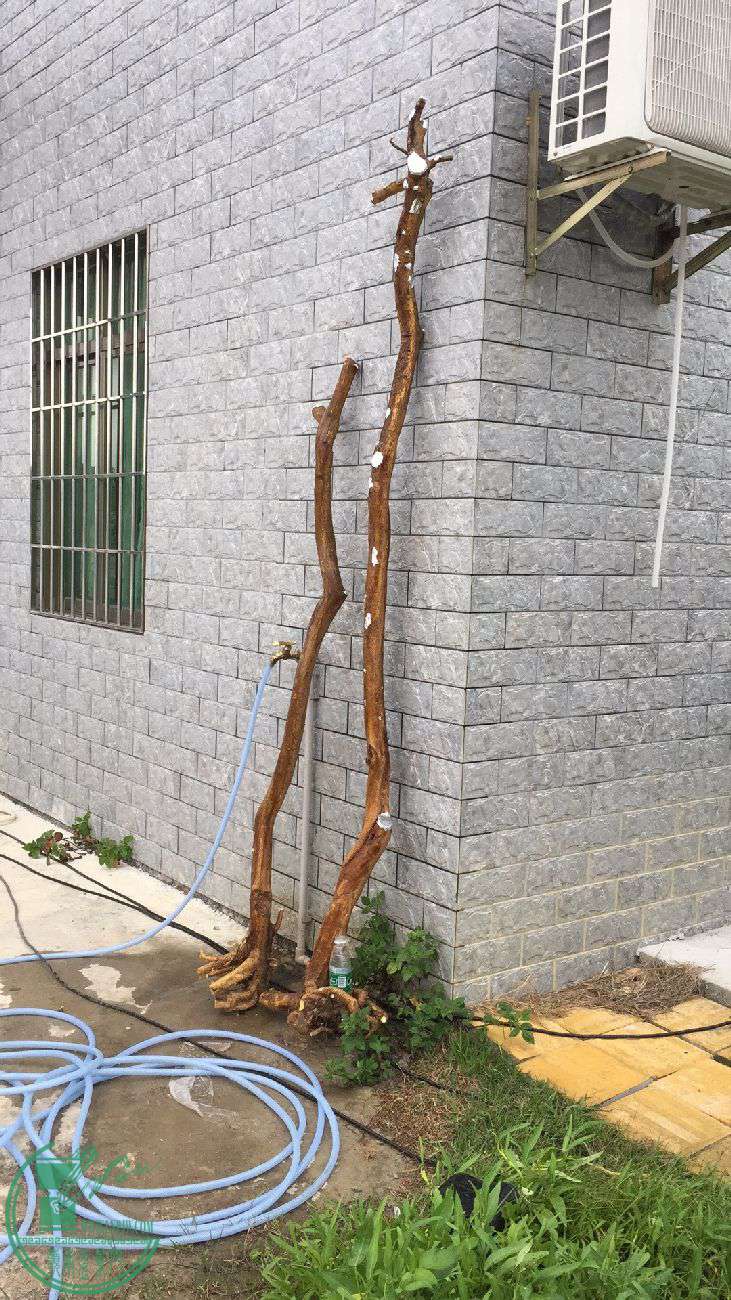s1300_IMG_3435.JPG