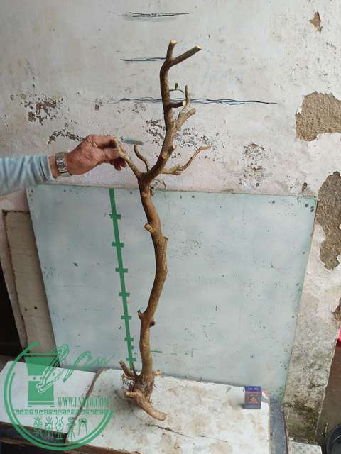 IMG20170330111238.jpg