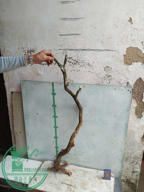 IMG20170330111323.jpg