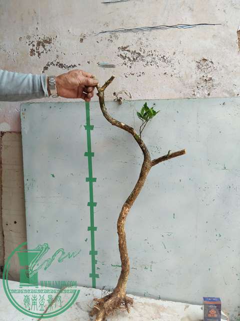 IMG20170330111516.jpg