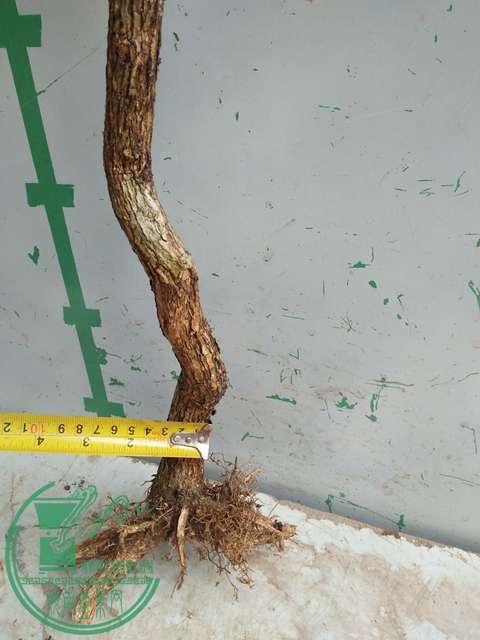 IMG20170330111643.jpg
