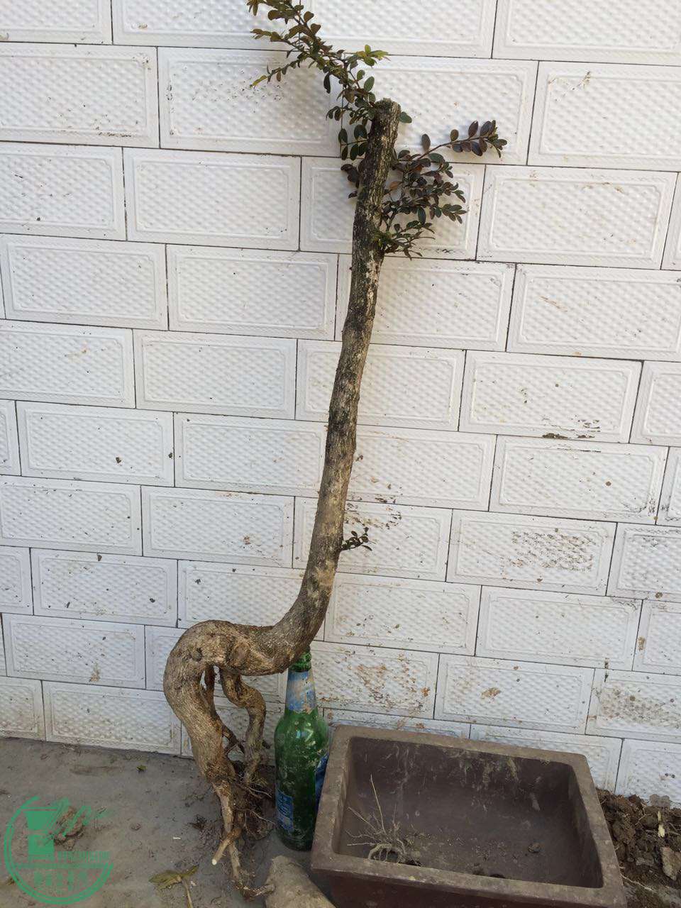 82.jpg