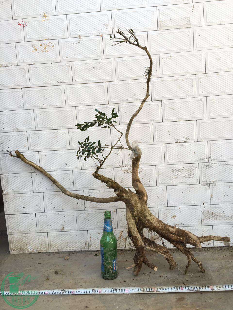 101.jpg