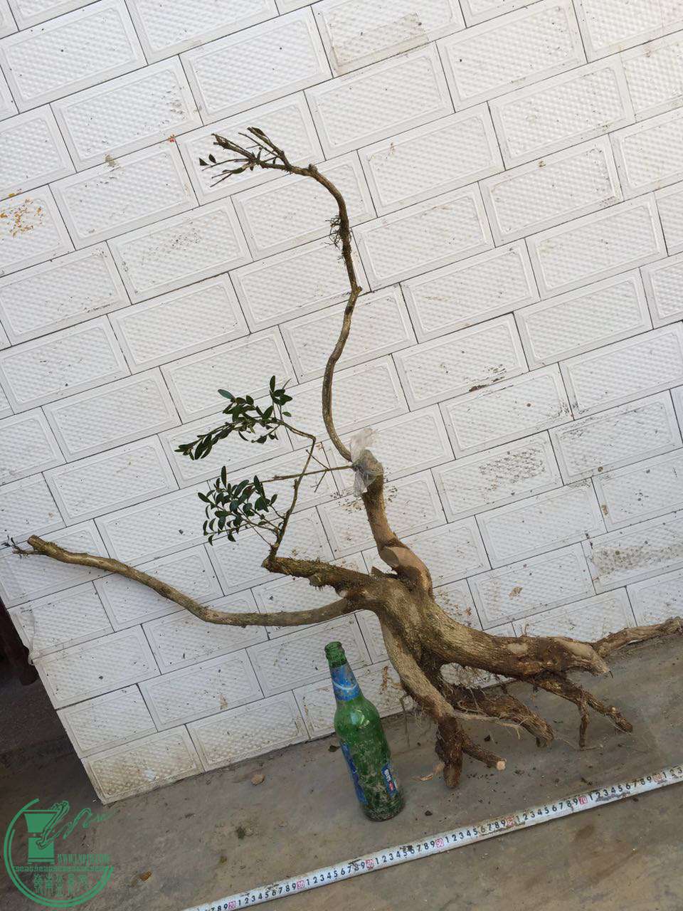 102.jpg