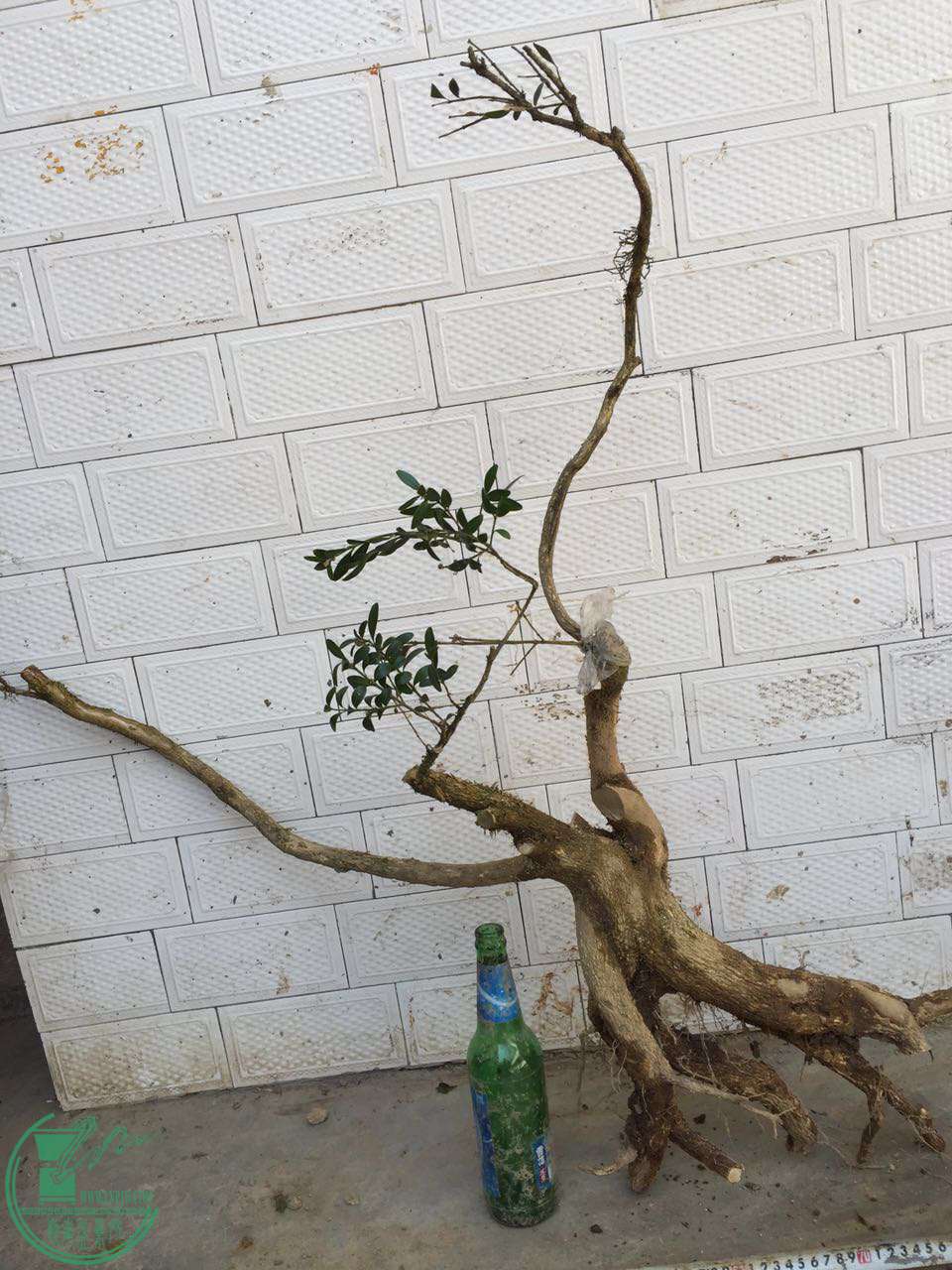103.jpg
