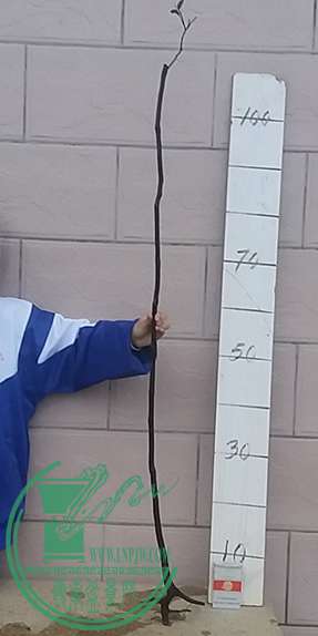 20170331_182214_mh1490959167037.jpg