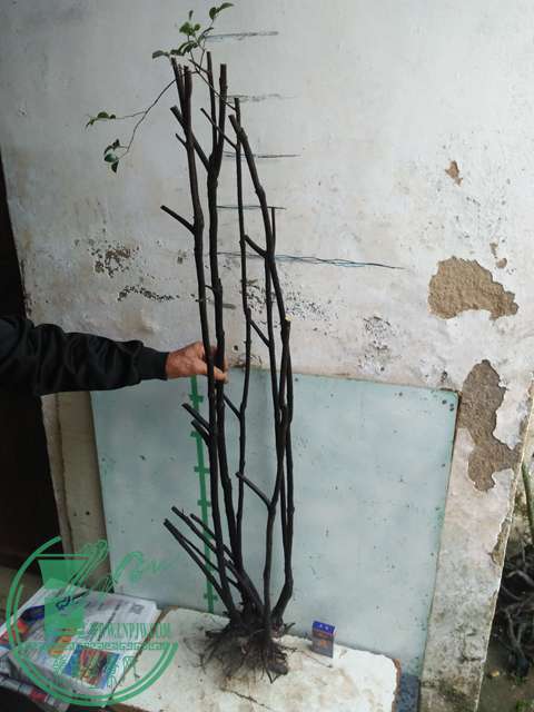 IMG20170331170937.jpg