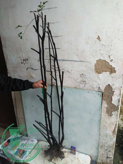 IMG20170331170948.jpg