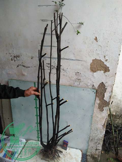 IMG20170331171008.jpg