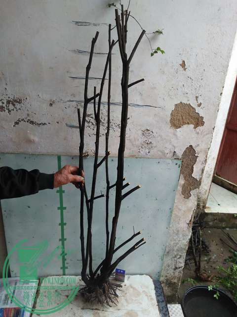 IMG20170331171011.jpg