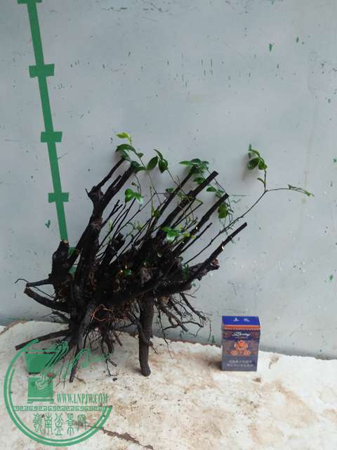IMG20170331171034.jpg