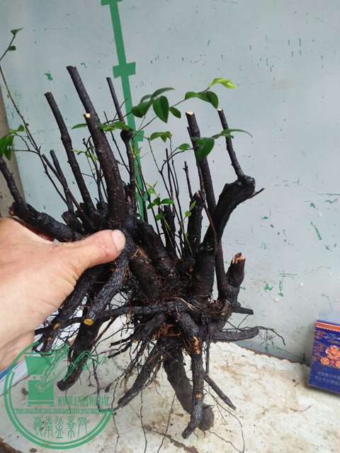 IMG20170331171106.jpg