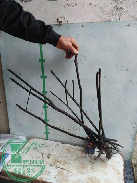 IMG20170331171148.jpg