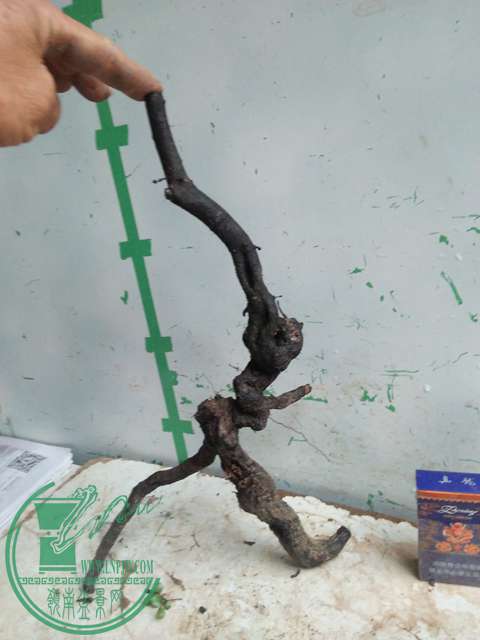 IMG20170331172137.jpg
